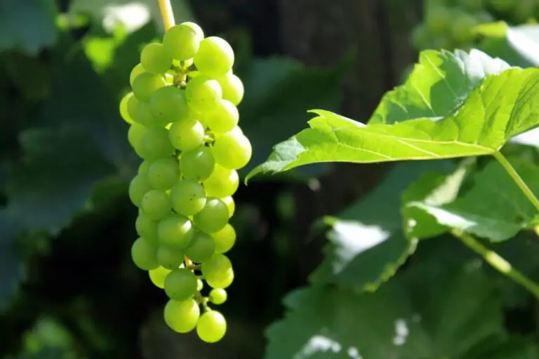 Manejo fisiológico del cultivo: cómo anticipar raíz, transporte y estrés antes de la fase crítica